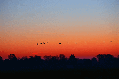 birds during a sunset