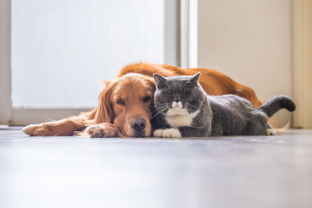 friendship between a cat and a dog