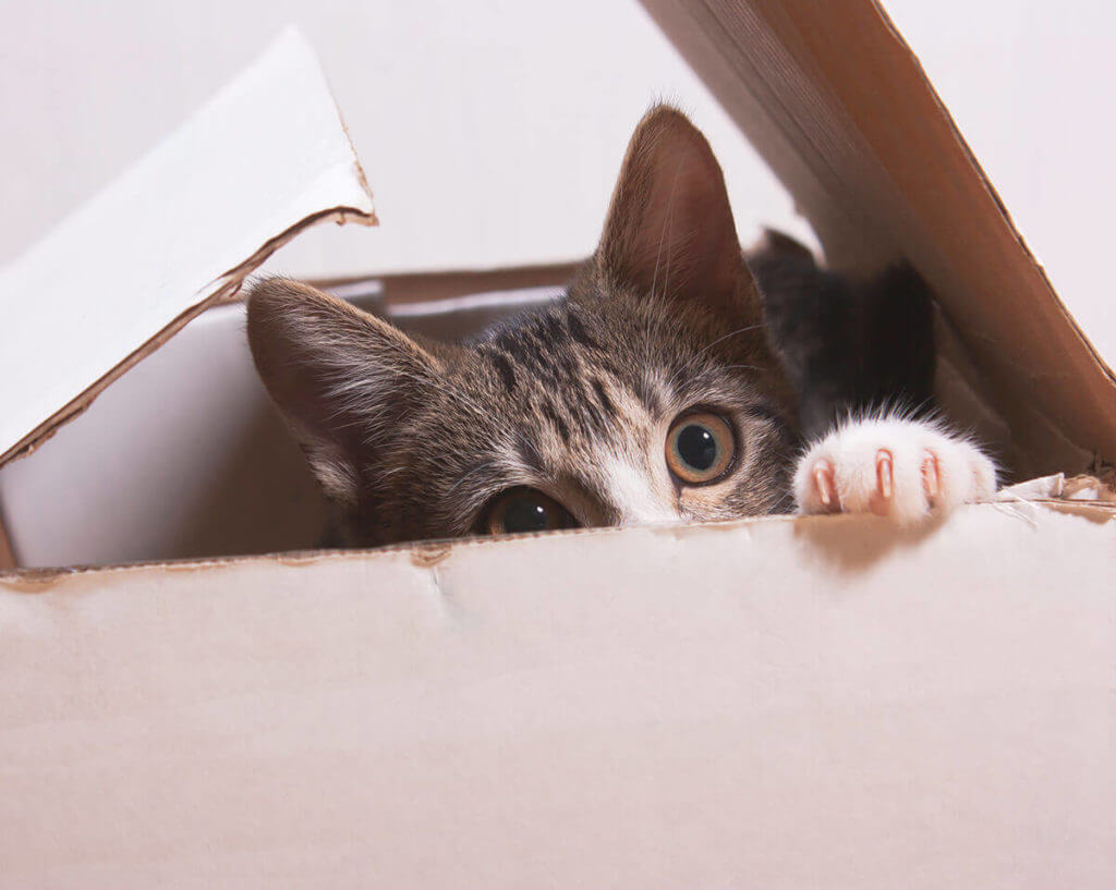 A curious cat sitting inside a cardboard moving box, ready for a new adventure.