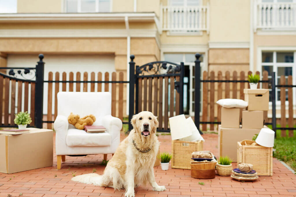 Be familiar with all obligations related to your pet before the relocation day comes