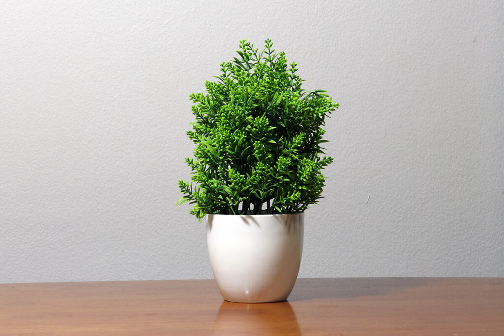 A plant on a wooden table ready for cross-country moving.