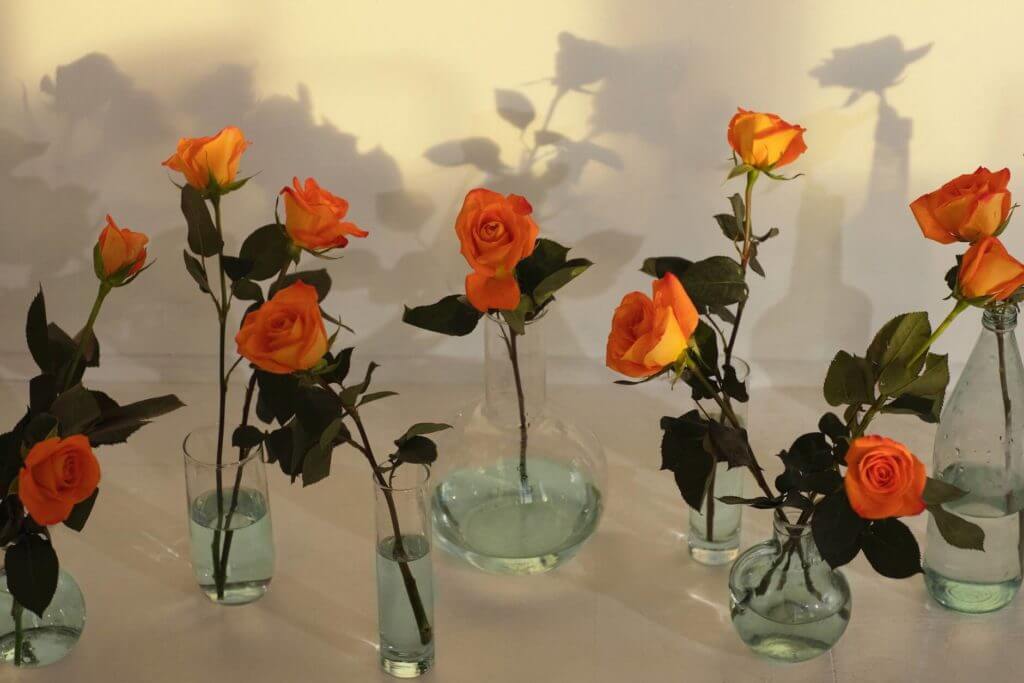 Roses in different shaped vases  