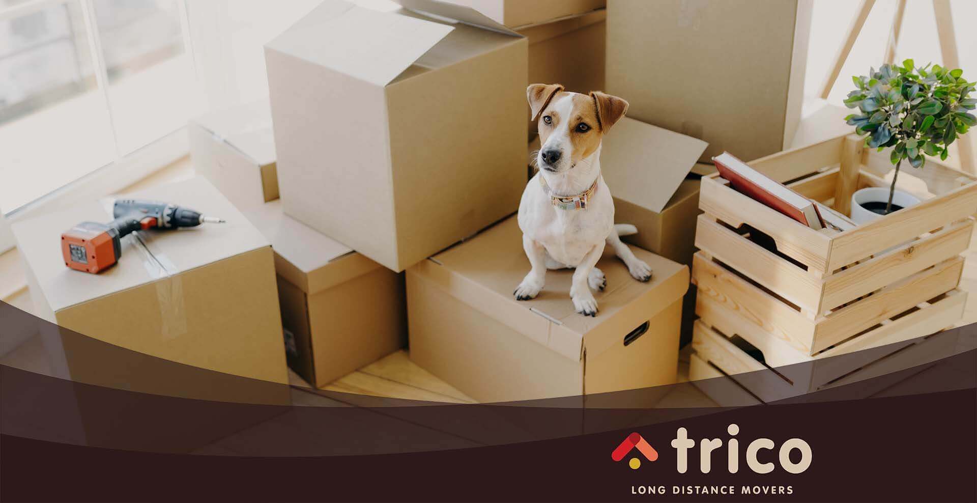 Moving With a Dog - Trico Long Distance Movers